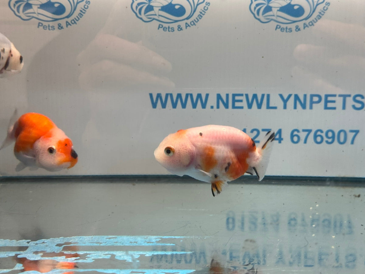 Calico Ranchu 7-8cm Chinese Fancy Goldfish - Newlyn-pets - Newlyn-pets - 