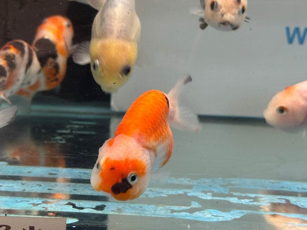 Calico Ranchu 7-8cm Chinese Fancy Goldfish - Newlyn-pets - Newlyn-pets - 
