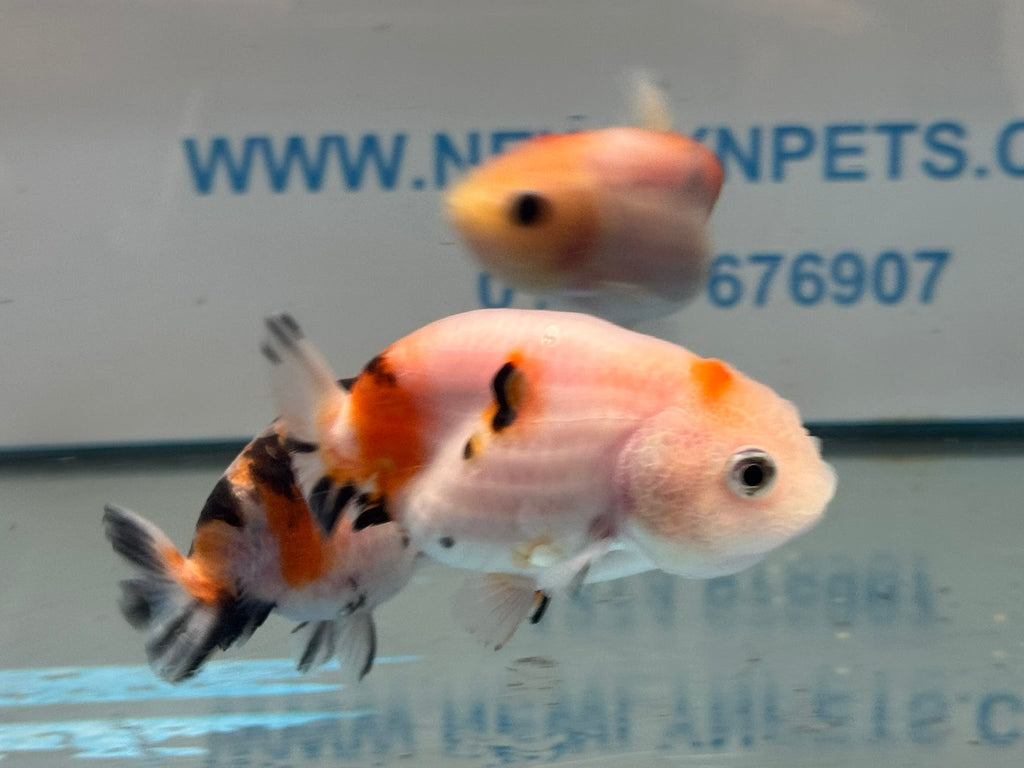 Calico Ranchu 7-8cm Chinese Fancy Goldfish - Newlyn-pets - Newlyn-pets - 