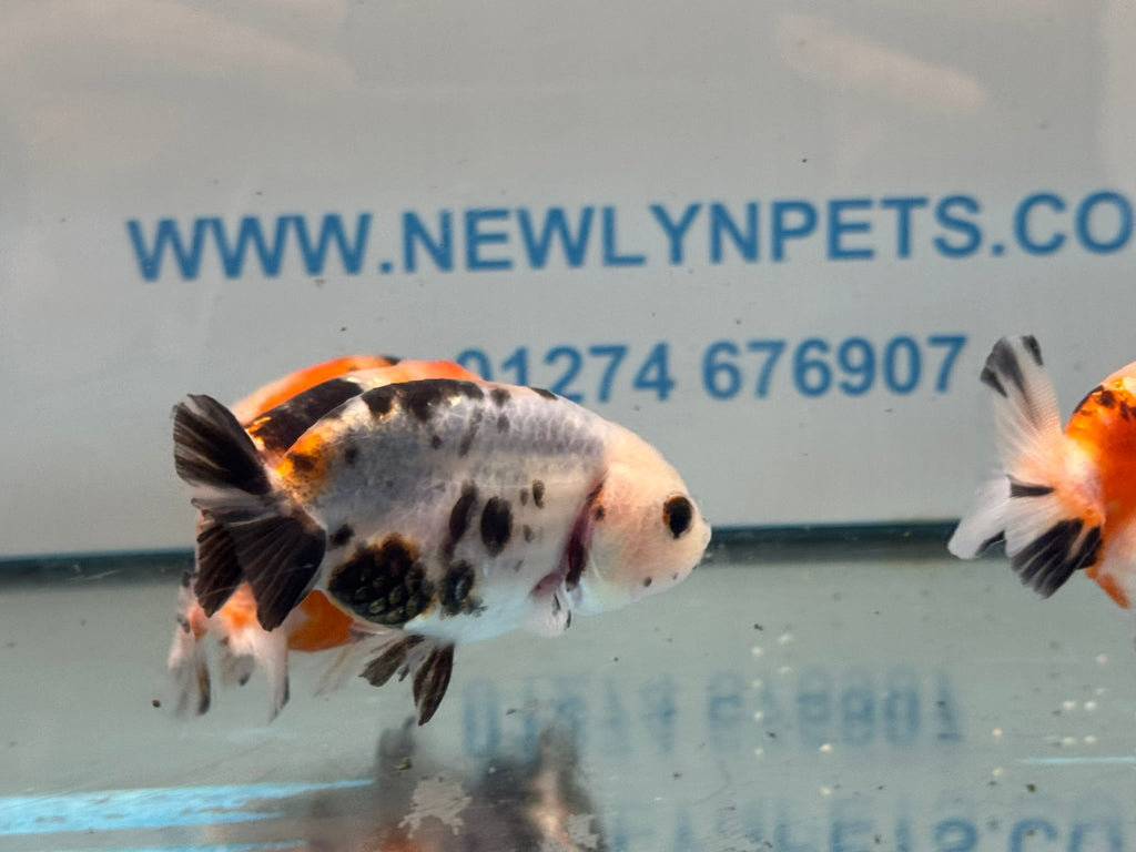Calico Ranchu 7-8cm Chinese Fancy Goldfish - Newlyn-pets - Newlyn-pets - 