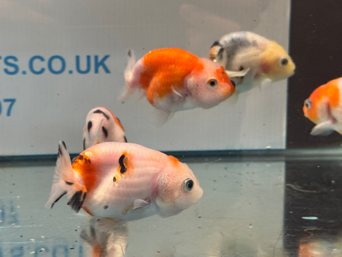 Calico Ranchu 7-8cm Chinese Fancy Goldfish - Newlyn-pets - Newlyn-pets - 