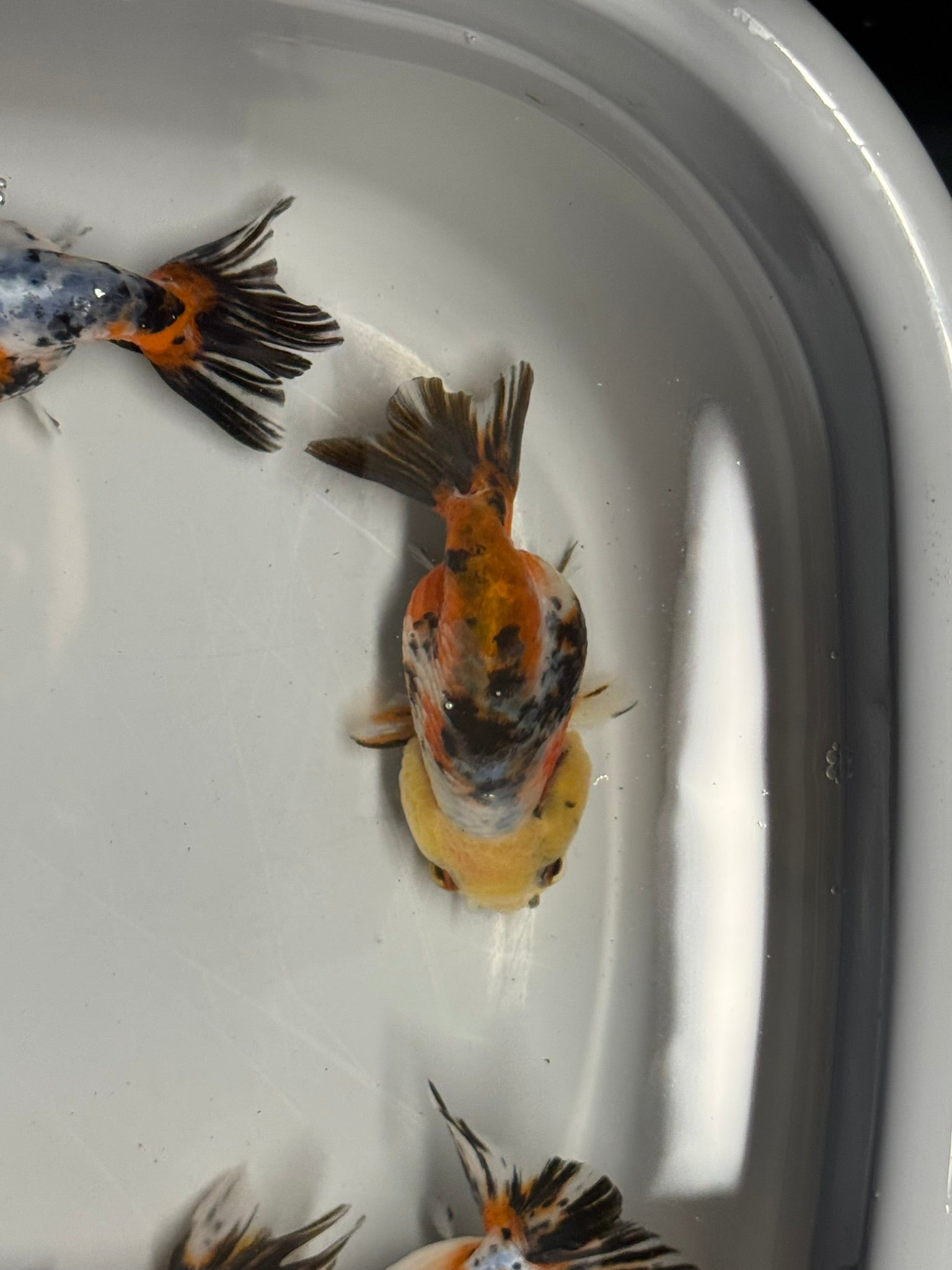 Calico Ranchu 8 - 10cm Fancy Goldfish - Newlyn - pets - Newlyn - pets - 