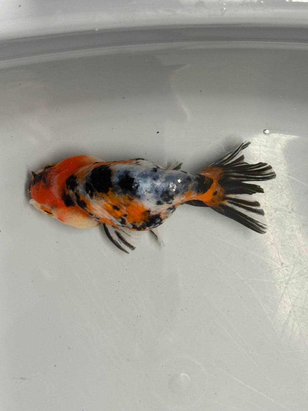 Calico Ranchu 8 - 10cm Fancy Goldfish - Newlyn - pets - Newlyn - pets - 