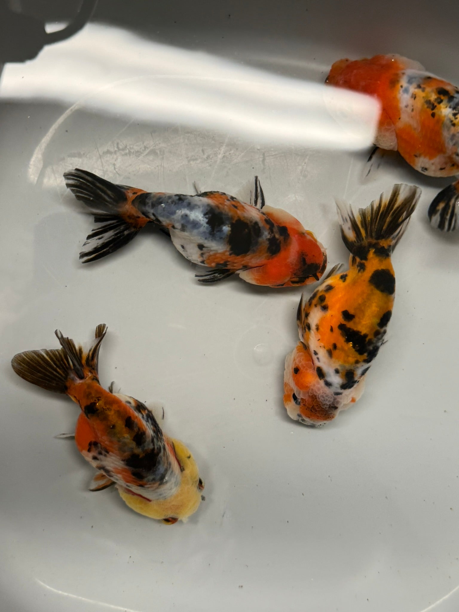 Calico Ranchu 8 - 10cm Fancy Goldfish - Newlyn - pets - Newlyn - pets - 