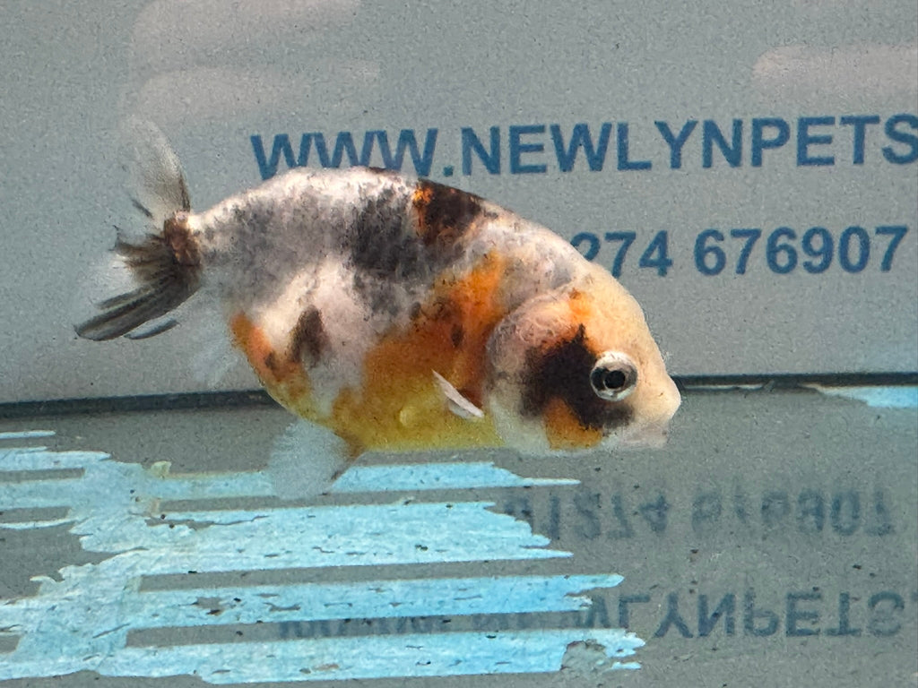 Calico Ranchu 8-9cm Chinese Fancy Goldfish (Fish In Photo) #1 - Newlyn-pets - Newlyn-pets - 