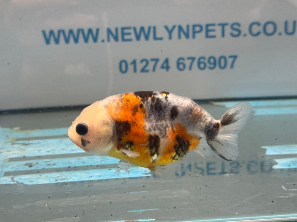 Calico Ranchu 8-9cm Chinese Fancy Goldfish (Fish In Photo) #1 - Newlyn-pets - Newlyn-pets - 