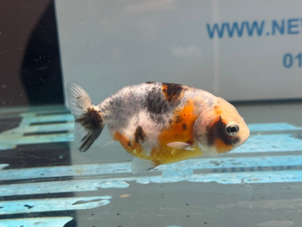 Calico Ranchu 8-9cm Chinese Fancy Goldfish (Fish In Photo) #1 - Newlyn-pets - Newlyn-pets - 