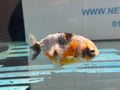 Calico Ranchu 8-9cm Chinese Fancy Goldfish (Fish In Photo) #1 - Newlyn-pets - Newlyn-pets - 