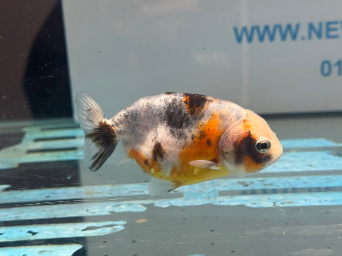 Calico Ranchu 8-9cm Chinese Fancy Goldfish (Fish In Photo) #1 - Newlyn-pets - Newlyn-pets - 