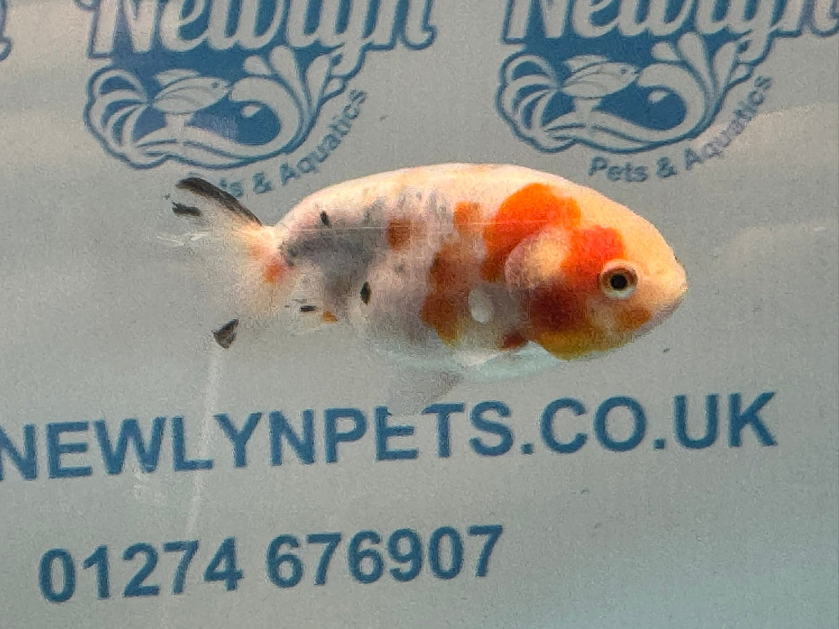Calico Ranchu 8-9cm Chinese Fancy Goldfish (Fish In Photo)#2 - Newlyn-pets - Newlyn-pets - 