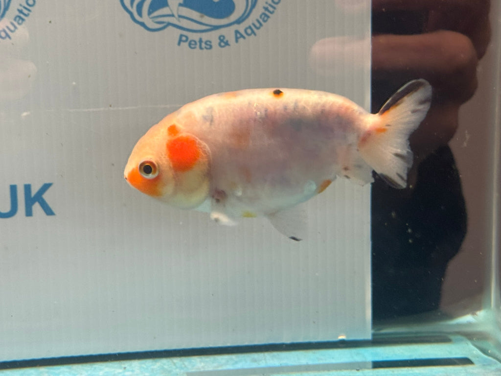 Calico Ranchu 8-9cm Chinese Fancy Goldfish (Fish In Photo)#2 - Newlyn-pets - Newlyn-pets - 