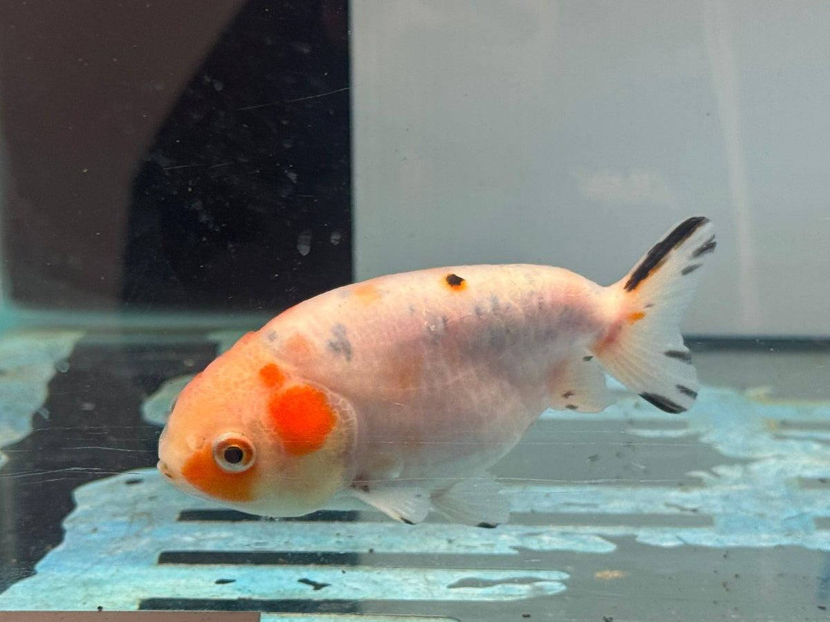 Calico Ranchu 8-9cm Chinese Fancy Goldfish (Fish In Photo)#2 - Newlyn-pets - Newlyn-pets - 