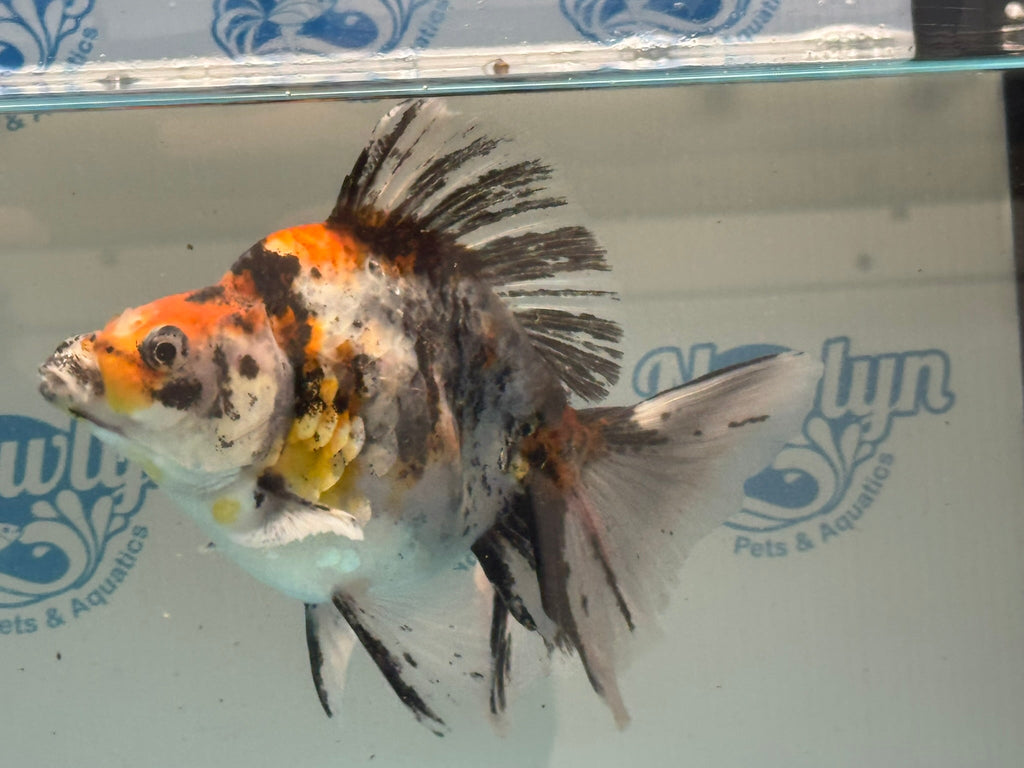 Calico Ryukin 16-17cm Chinese Fancy Goldfish Ry2(fish in photo) - Newlyn-pets - Newlyn-pets - 