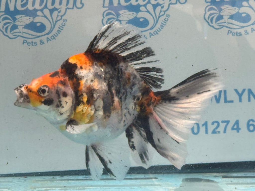 Calico Ryukin 16-17cm Chinese Fancy Goldfish Ry2(fish in photo) - Newlyn-pets - Newlyn-pets - 