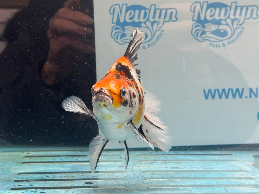 Calico Ryukin 16-17cm Chinese Fancy Goldfish Ry2(fish in photo) - Newlyn-pets - Newlyn-pets - 