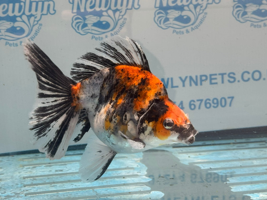 Calico Ryukin 16-17cm Chinese Fancy Goldfish Ry2(fish in photo) - Newlyn-pets - Newlyn-pets - 