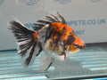 Calico Ryukin 16-17cm Chinese Fancy Goldfish Ry2(fish in photo) - Newlyn-pets - Newlyn-pets - 