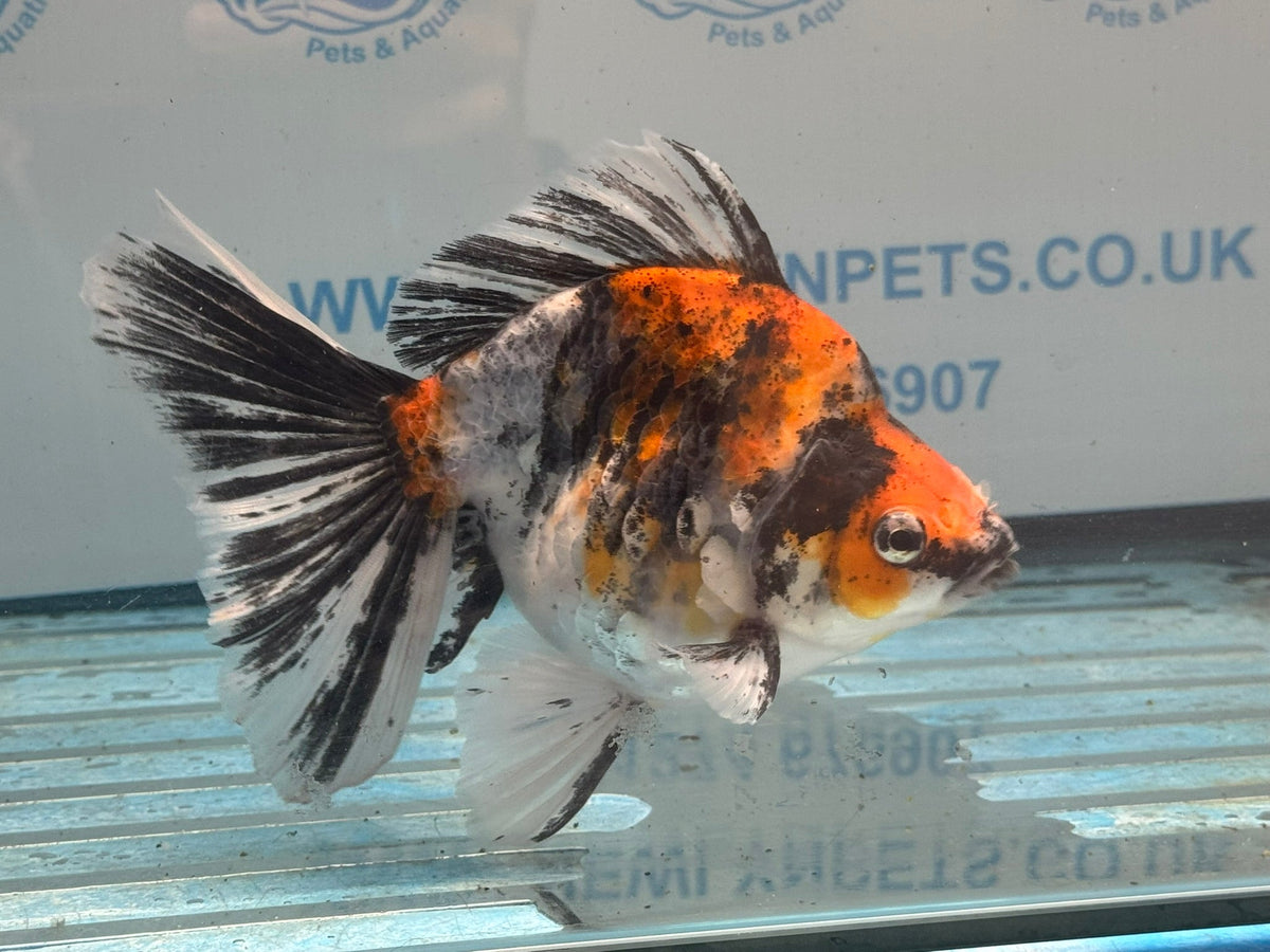 Calico Ryukin 16-17cm Chinese Fancy Goldfish Ry2(fish in photo) - Newlyn-pets - Newlyn-pets - 