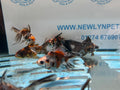 Calico Ryukin 6-7cm Chinese Fancy Goldfish - Newlyn-pets - Newlyn-pets - 