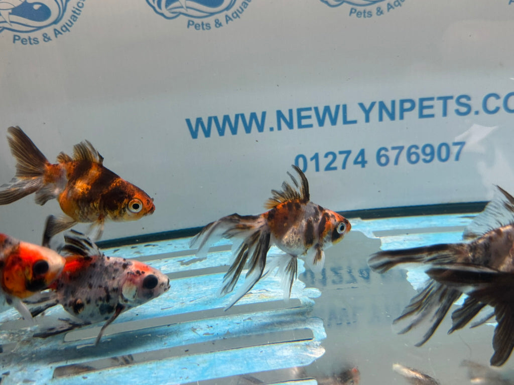 Calico Ryukin 6-7cm Chinese Fancy Goldfish - Newlyn-pets - Newlyn-pets - 