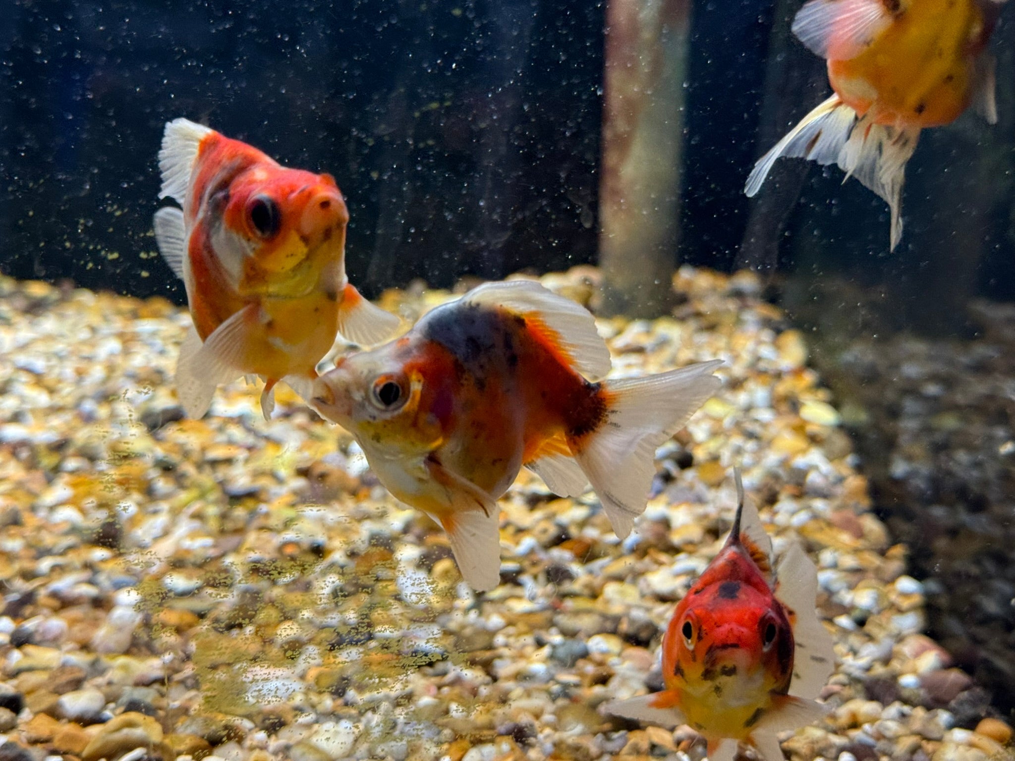 Calico Short Tail Ryukin 5 - 6cm - Newlyn - pets - Newlyn - pets - 