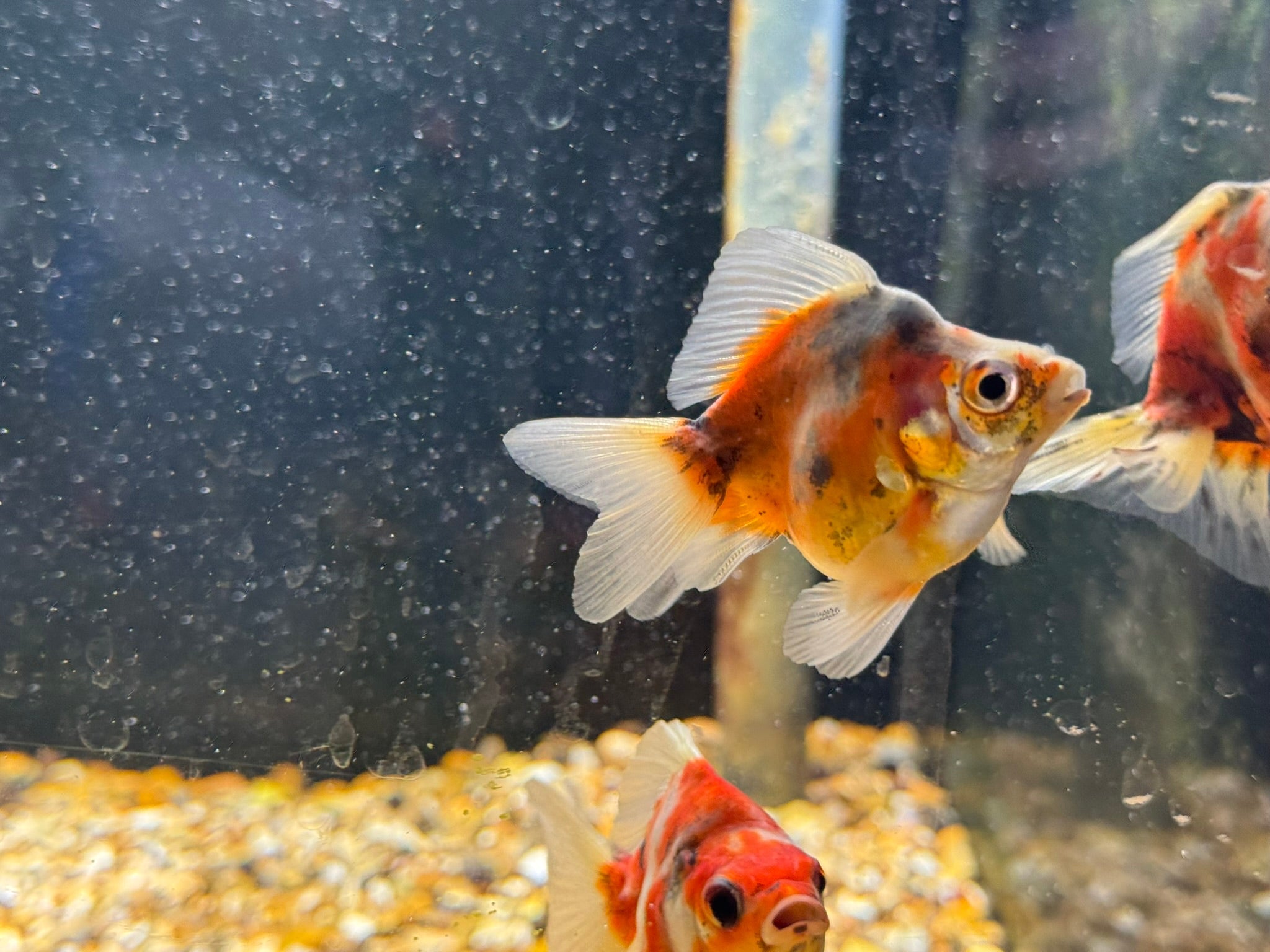 Calico Short Tail Ryukin 5 - 6cm - Newlyn - pets - Newlyn - pets - 