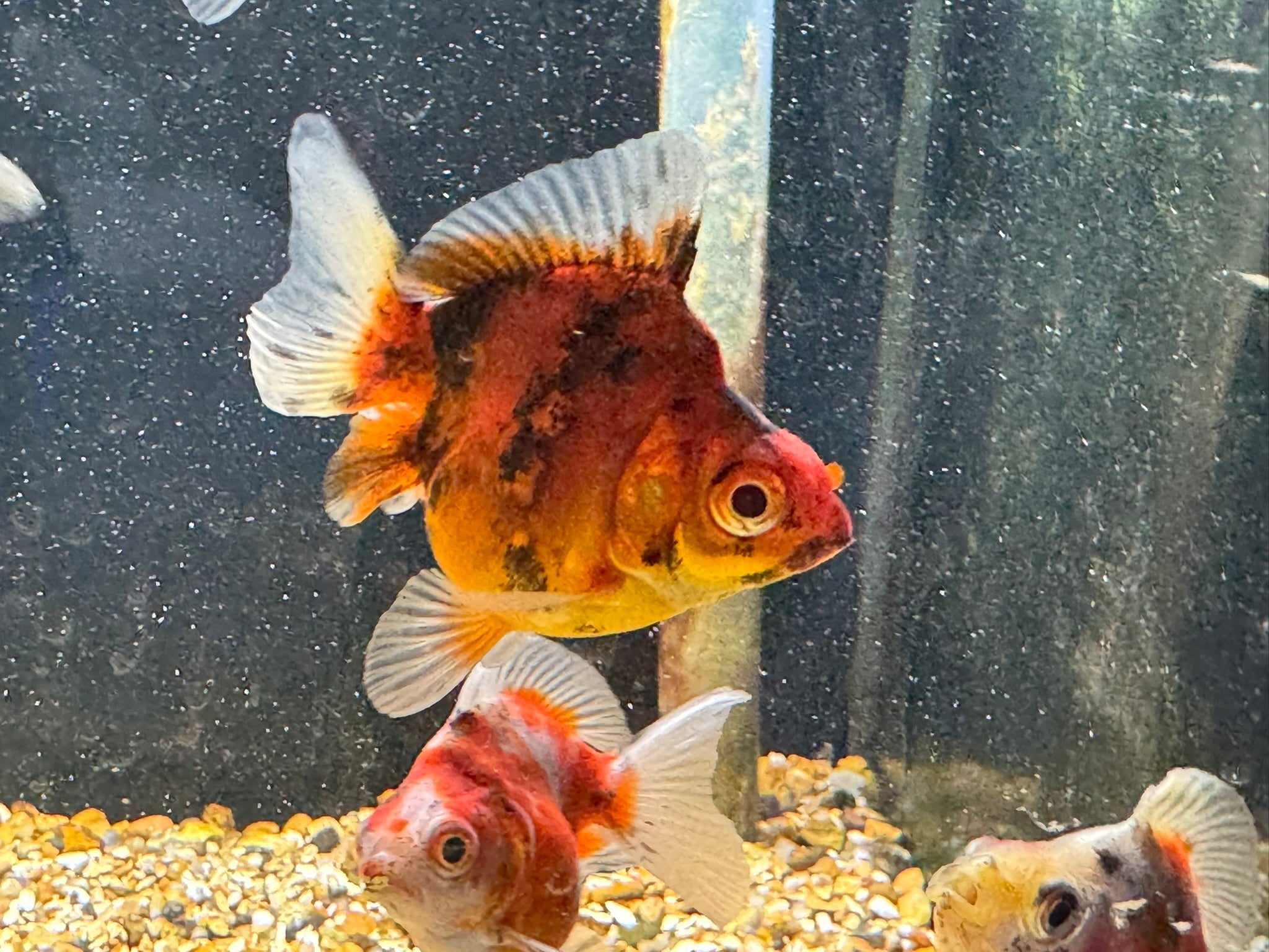 Calico Short Tail Ryukin 5 - 6cm - Newlyn - pets - Newlyn - pets - 