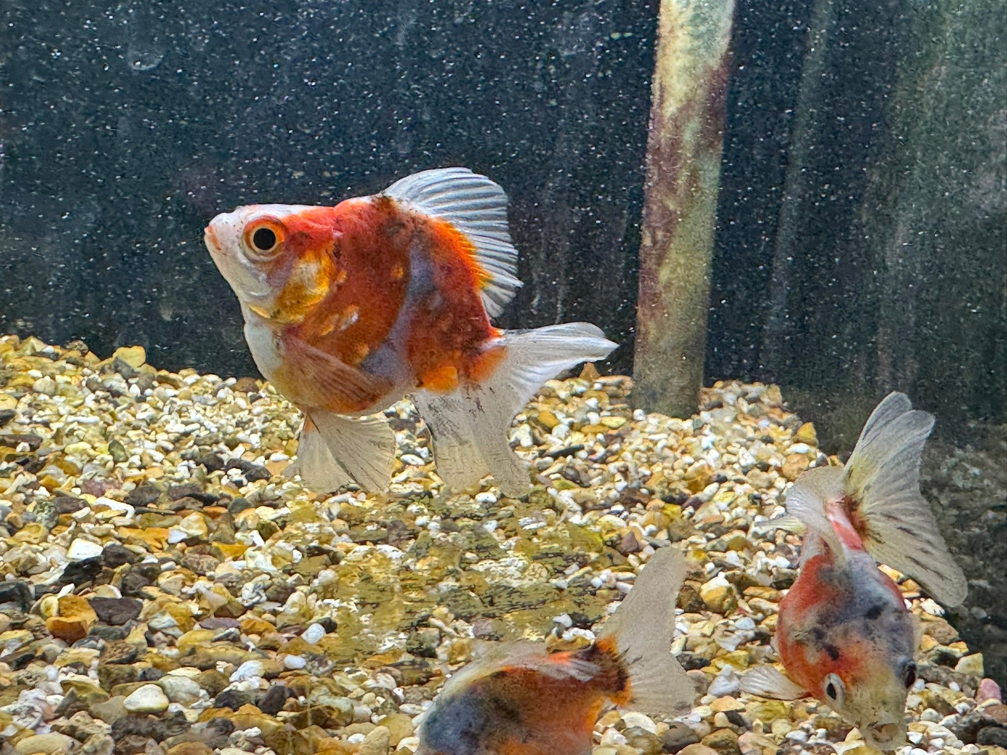 Calico Short Tail Ryukin 5 - 6cm - Newlyn - pets - Newlyn - pets - 