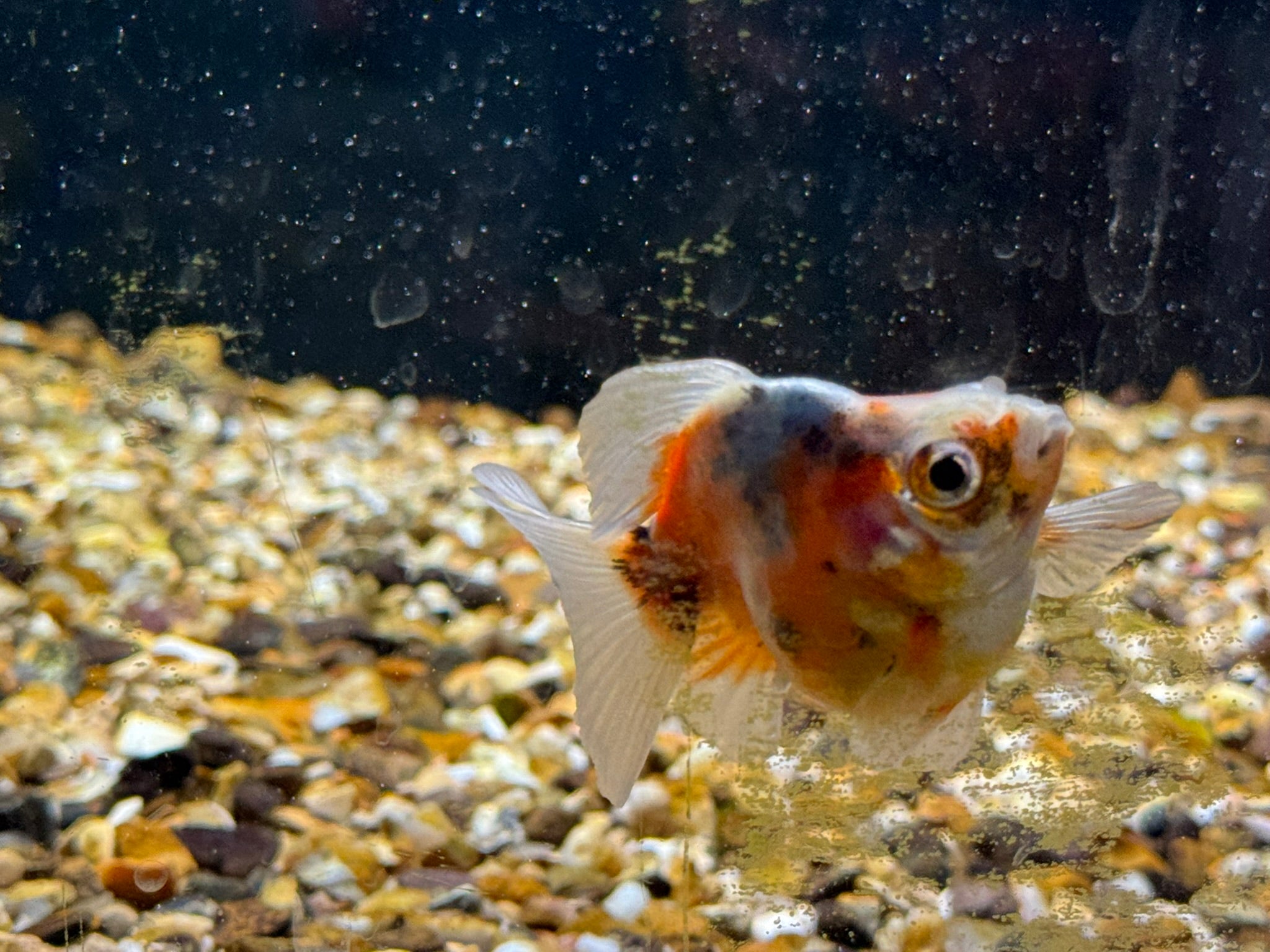 Calico Short Tail Ryukin 5 - 6cm - Newlyn - pets - Newlyn - pets - 