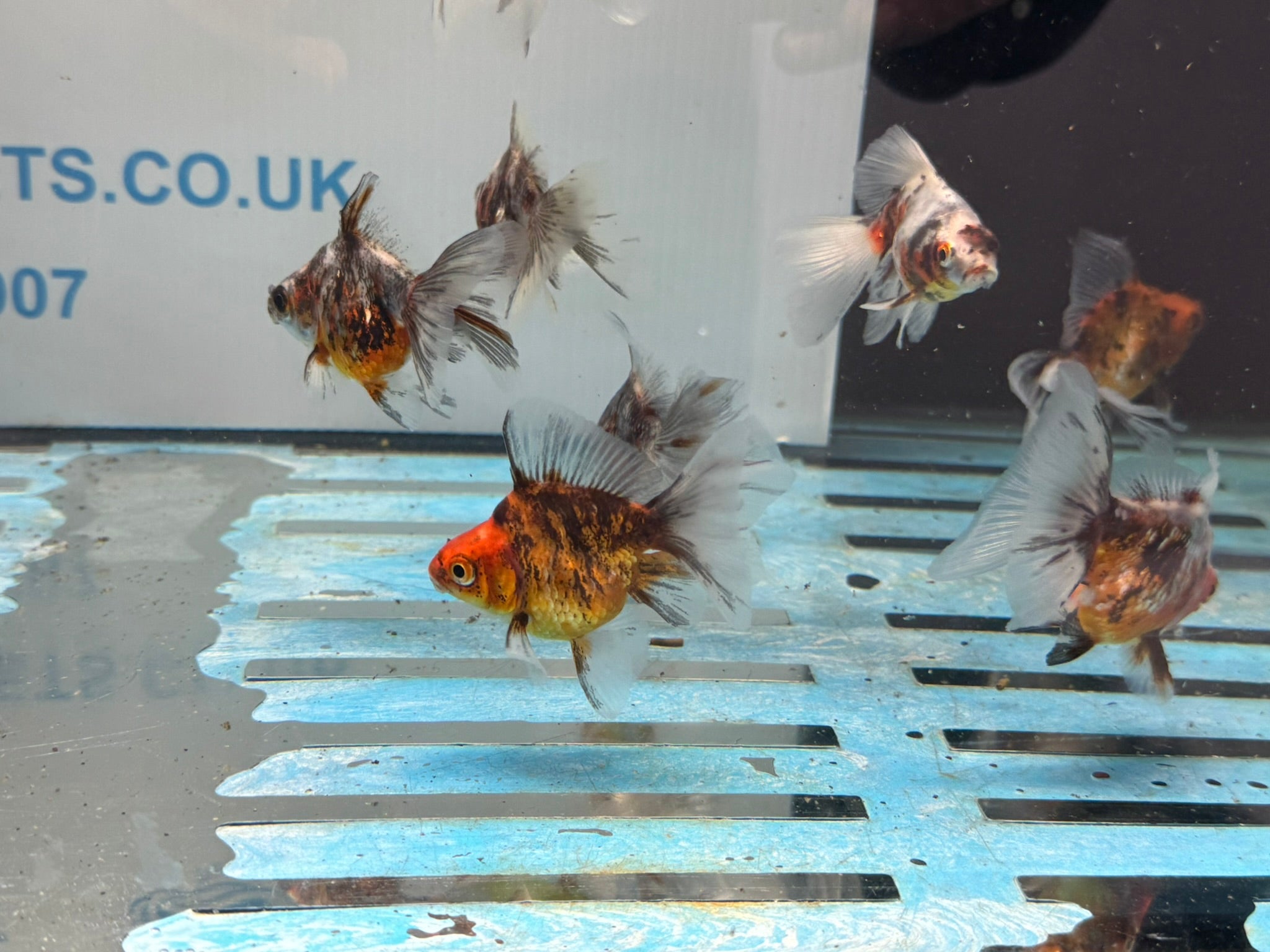 Calico Veiltail 6cm - Newlyn - pets - Newlyn - pets - 