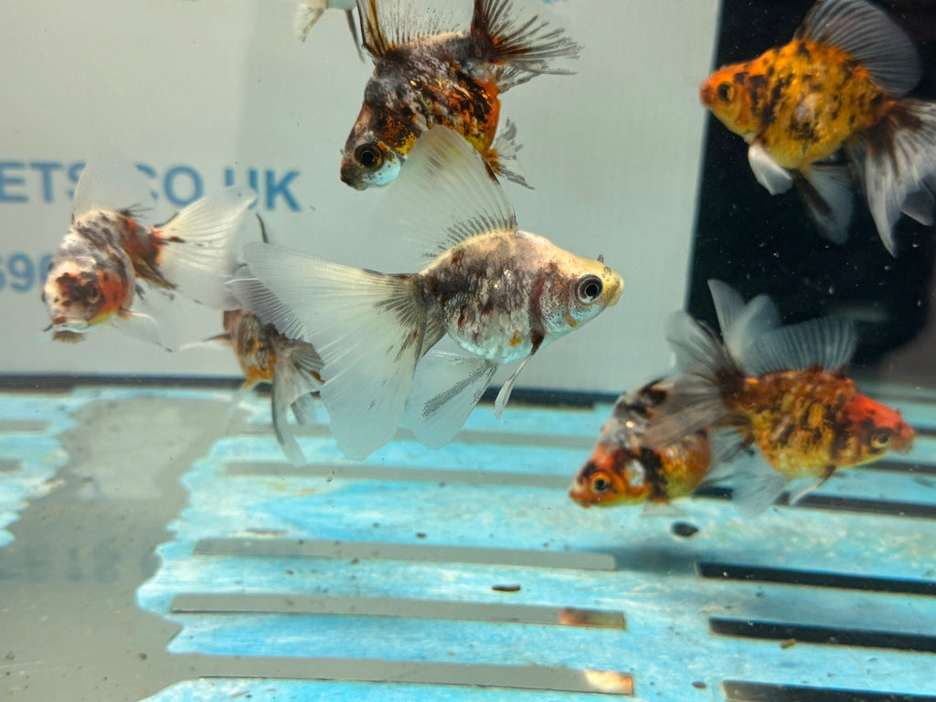 Calico Veiltail 6cm - Newlyn - pets - Newlyn - pets - 