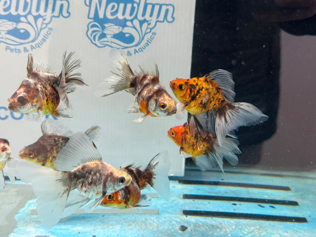 Calico Veiltail 6cm - Newlyn - pets - Newlyn - pets - 