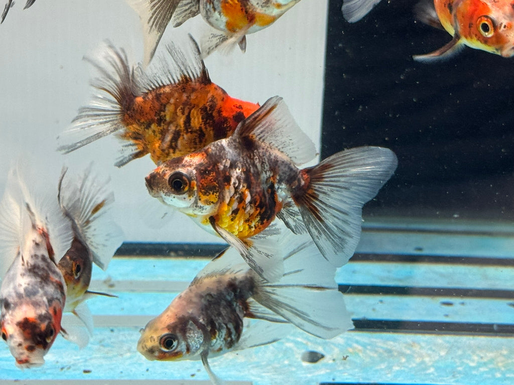 Calico Veiltail 6cm - Newlyn - pets - Newlyn - pets - 