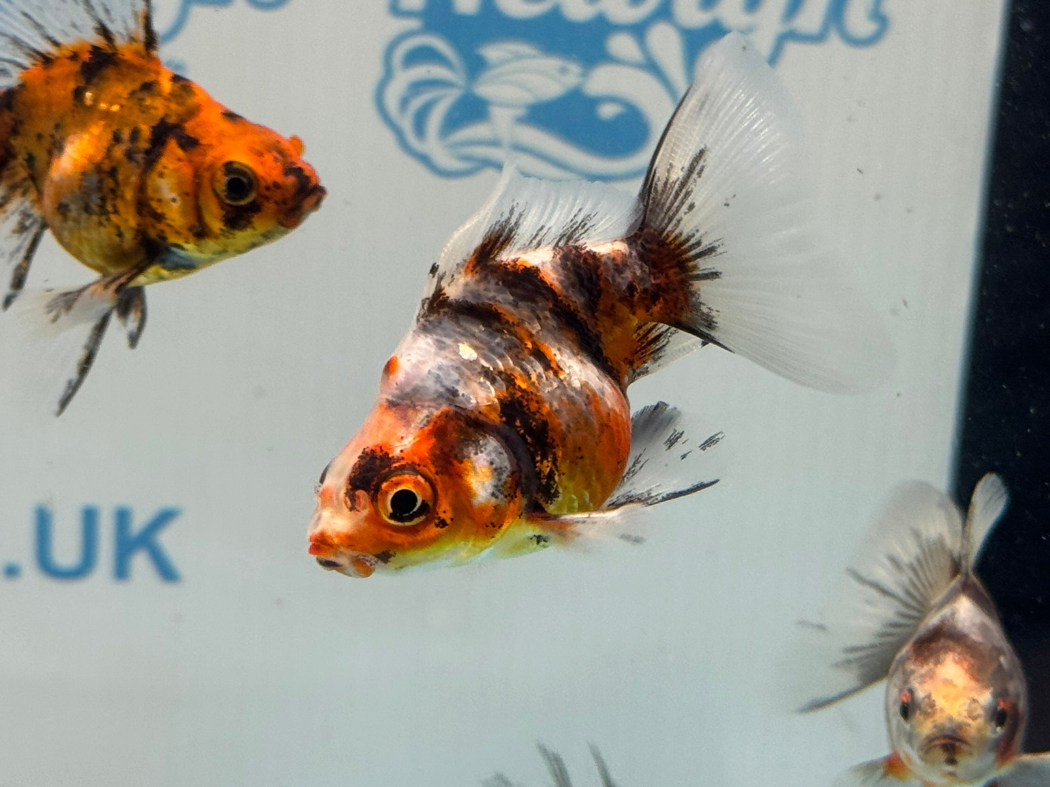 Calico Veiltail 6cm - Newlyn - pets - Newlyn - pets - 