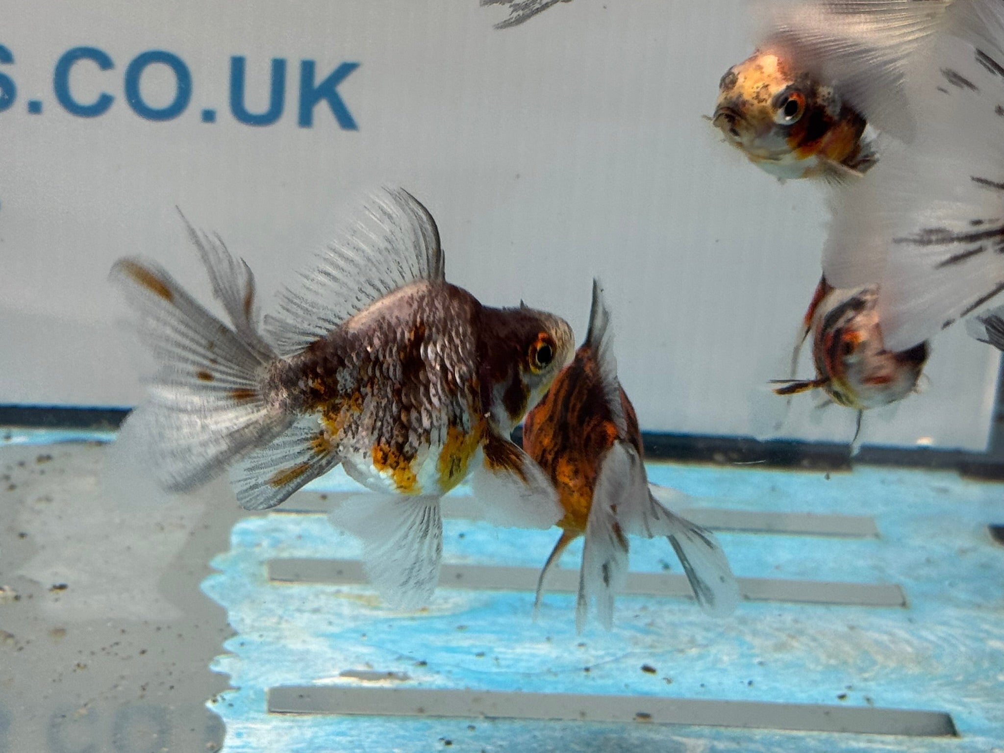 Calico Veiltail 6cm - Newlyn - pets - Newlyn - pets - 