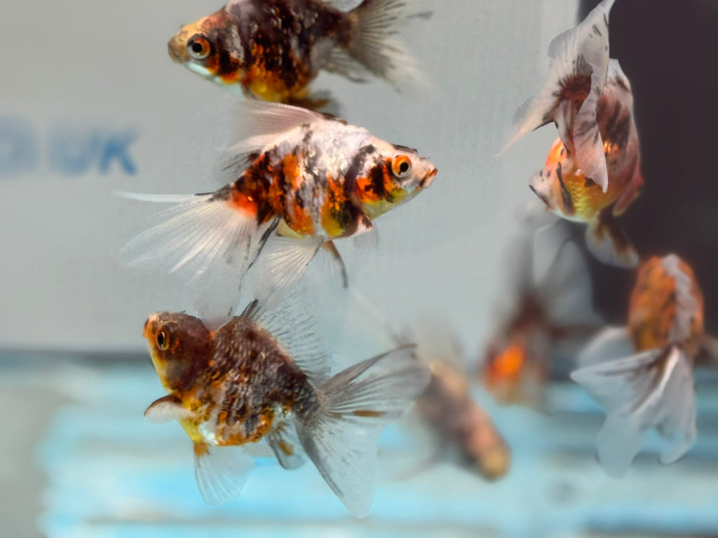 Calico Veiltail 6cm - Newlyn - pets - Newlyn - pets - 