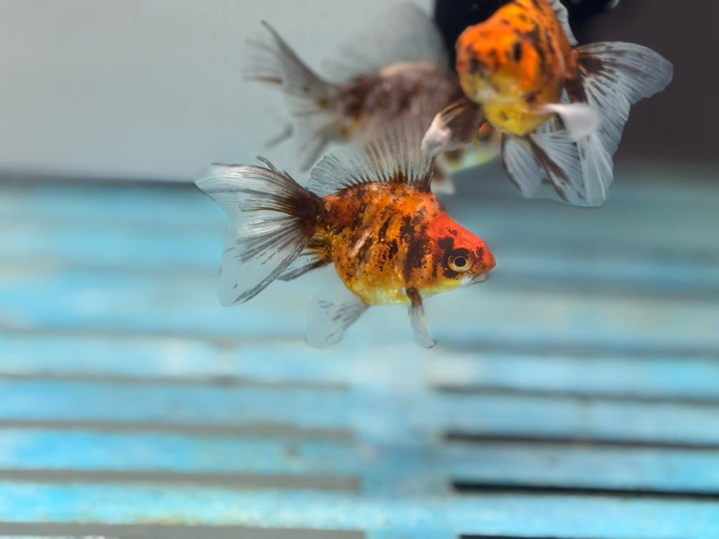 Calico Veiltail 6cm - Newlyn - pets - Newlyn - pets - 