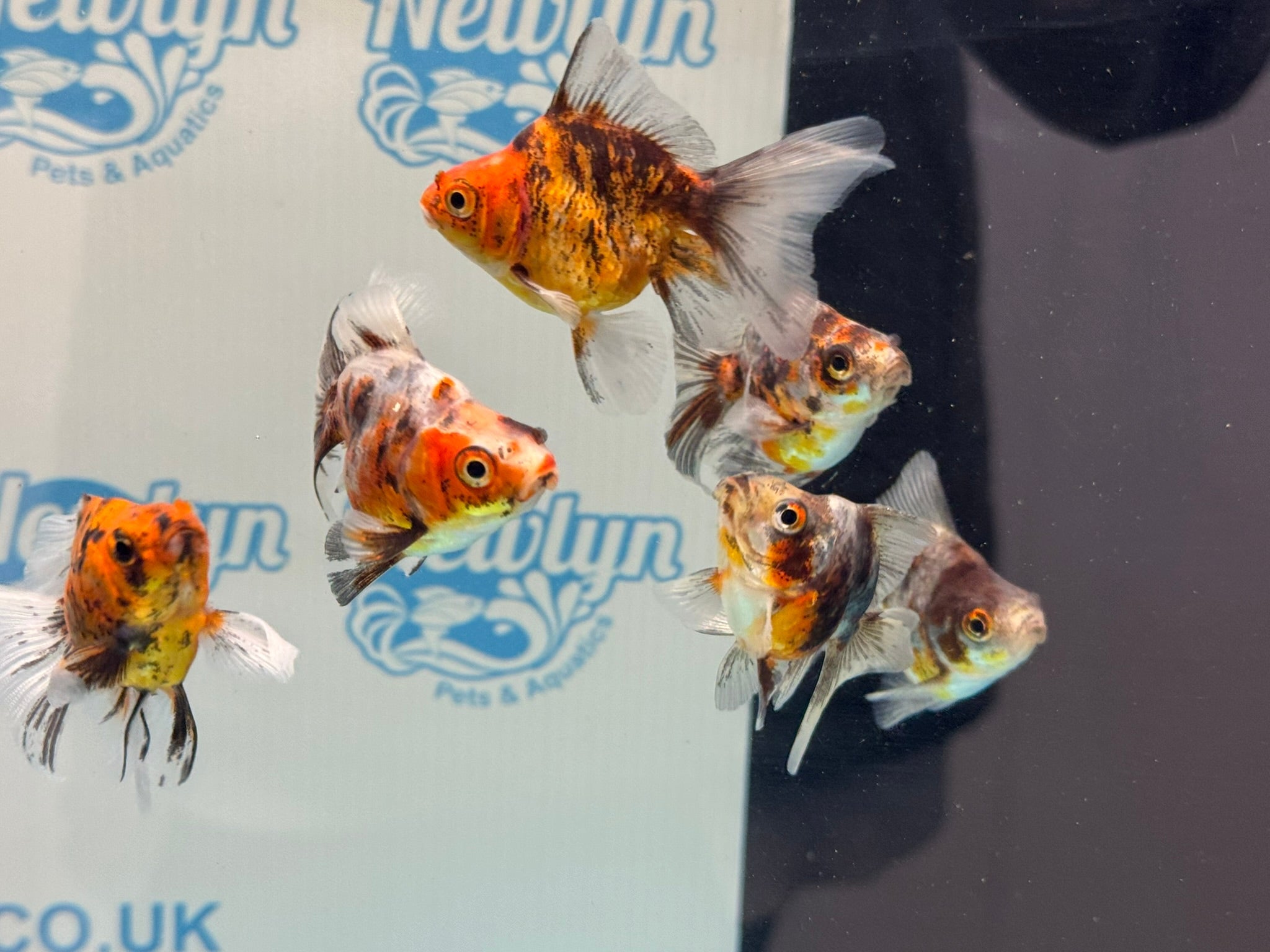 Calico Veiltail 6cm - Newlyn - pets - Newlyn - pets - 