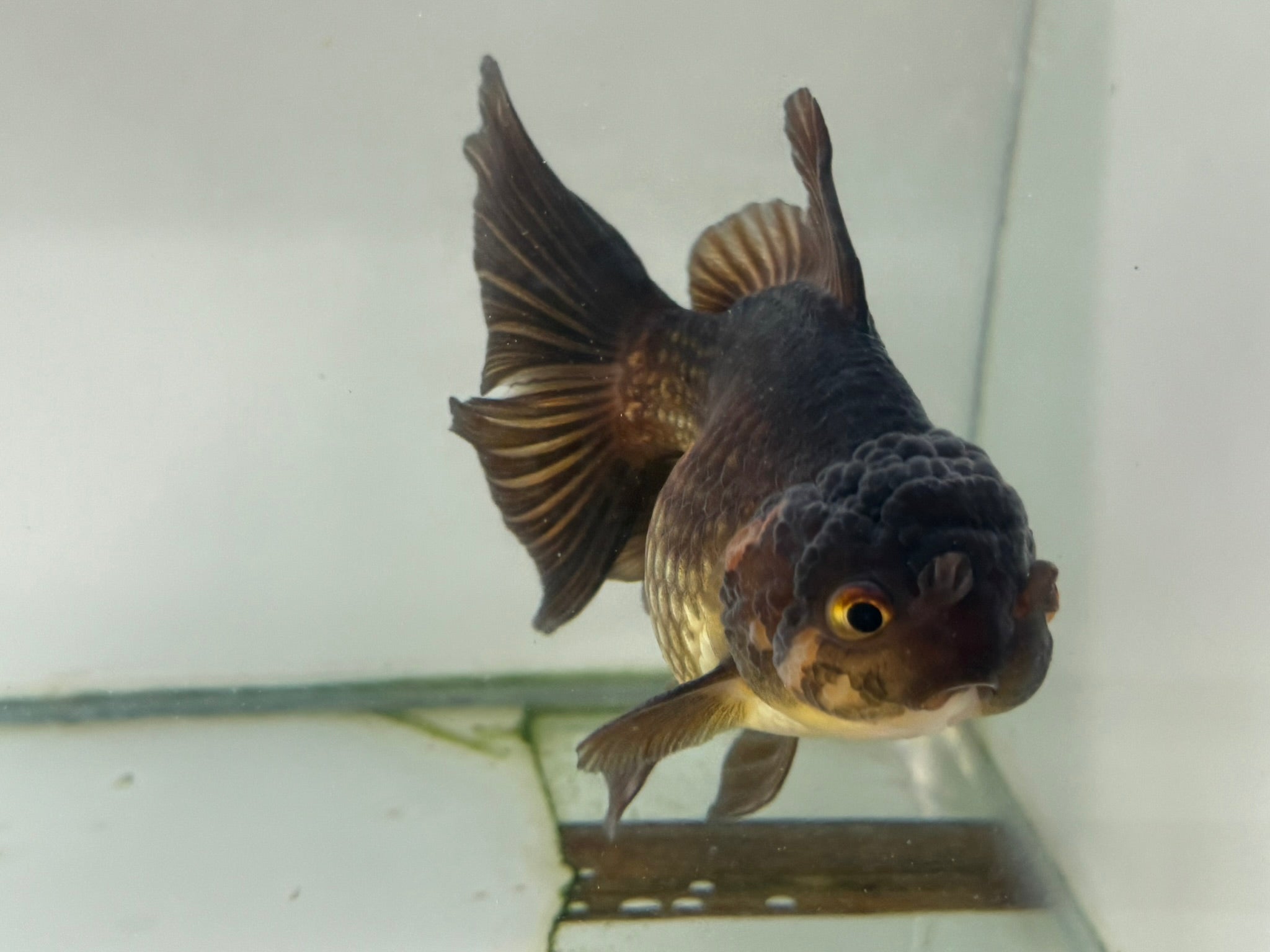 Chocolate Oranda 14cm (Fish in photo) - Newlyn - pets - Newlyn - pets - 