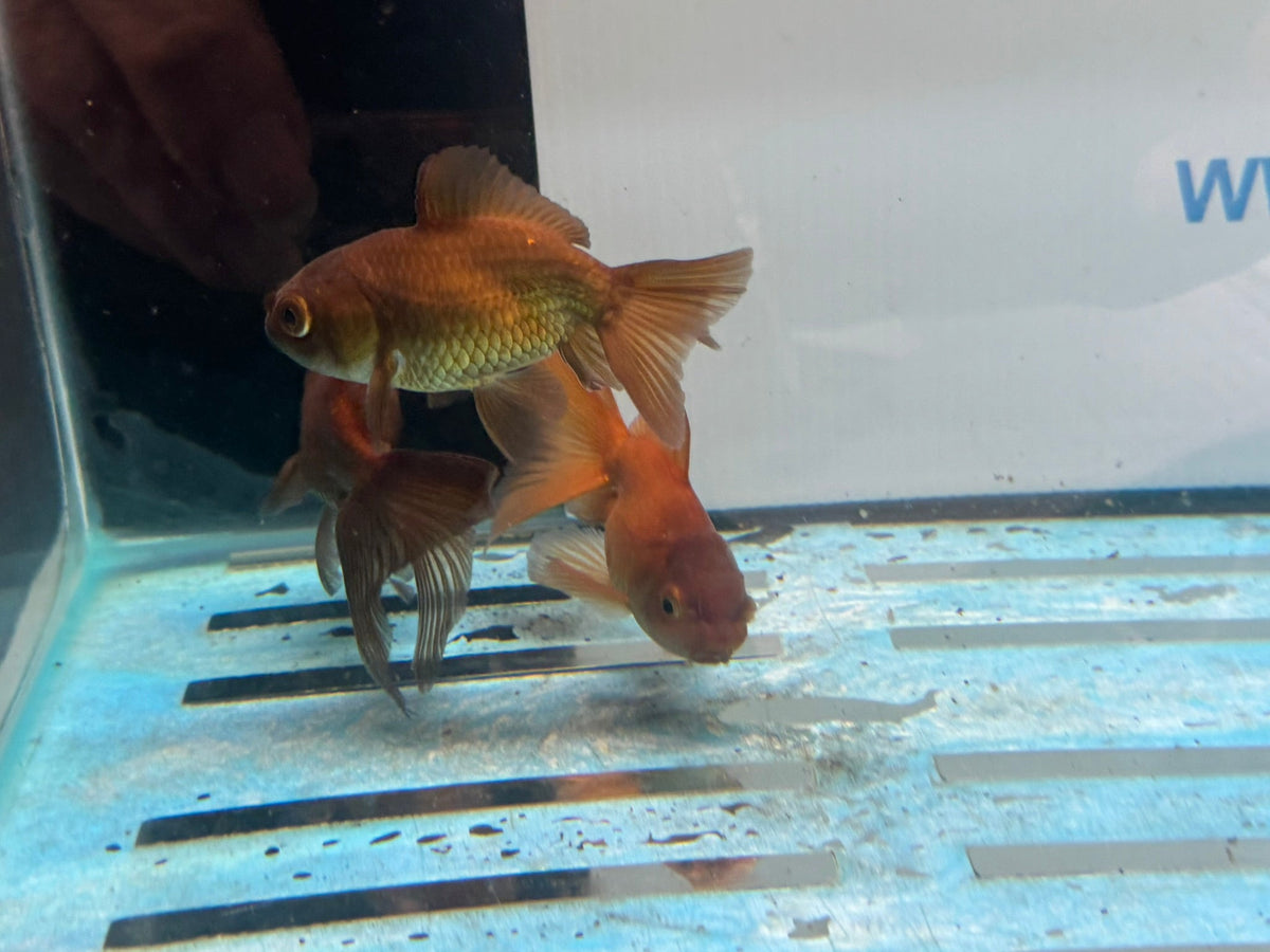 Chocolate Oranda 7-8cm Chinese Fancy Goldfish - Newlyn-pets - Newlyn-pets - 