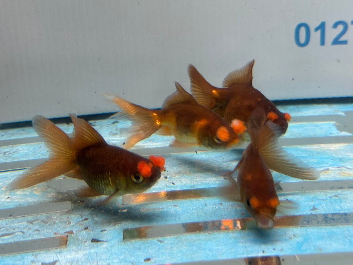 Chocolate Pom Pom 6-7cm Fancy Goldfish (Picked at Random) (BF4B) - Newlyn-pets - Newlyn-pets - 