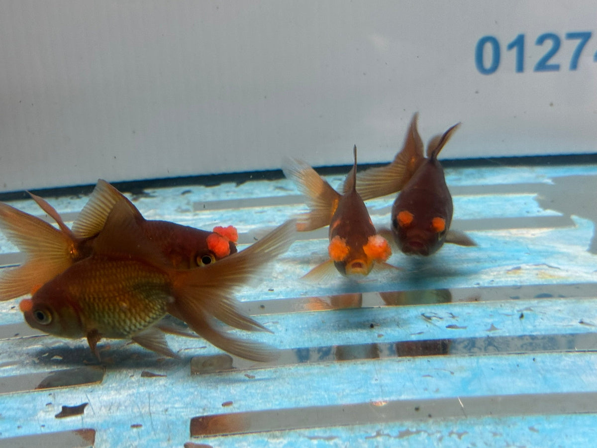 Chocolate Pom Pom 6-7cm Fancy Goldfish (Picked at Random) (BF4B) - Newlyn-pets - Newlyn-pets - 