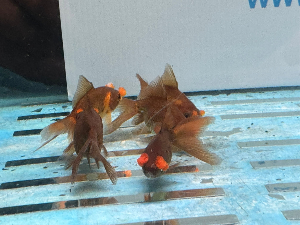 Chocolate Pom Pom 6-7cm Fancy Goldfish (Picked at Random) (BF4B) - Newlyn-pets - Newlyn-pets - 