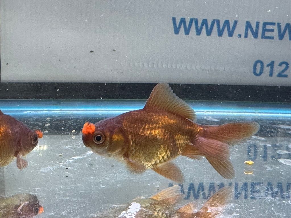 Chocolate Pom Pom 7 - 8cm Fancy Goldfish (Picked at Random) (BF4B) - Newlyn - pets - Newlyn - pets - 