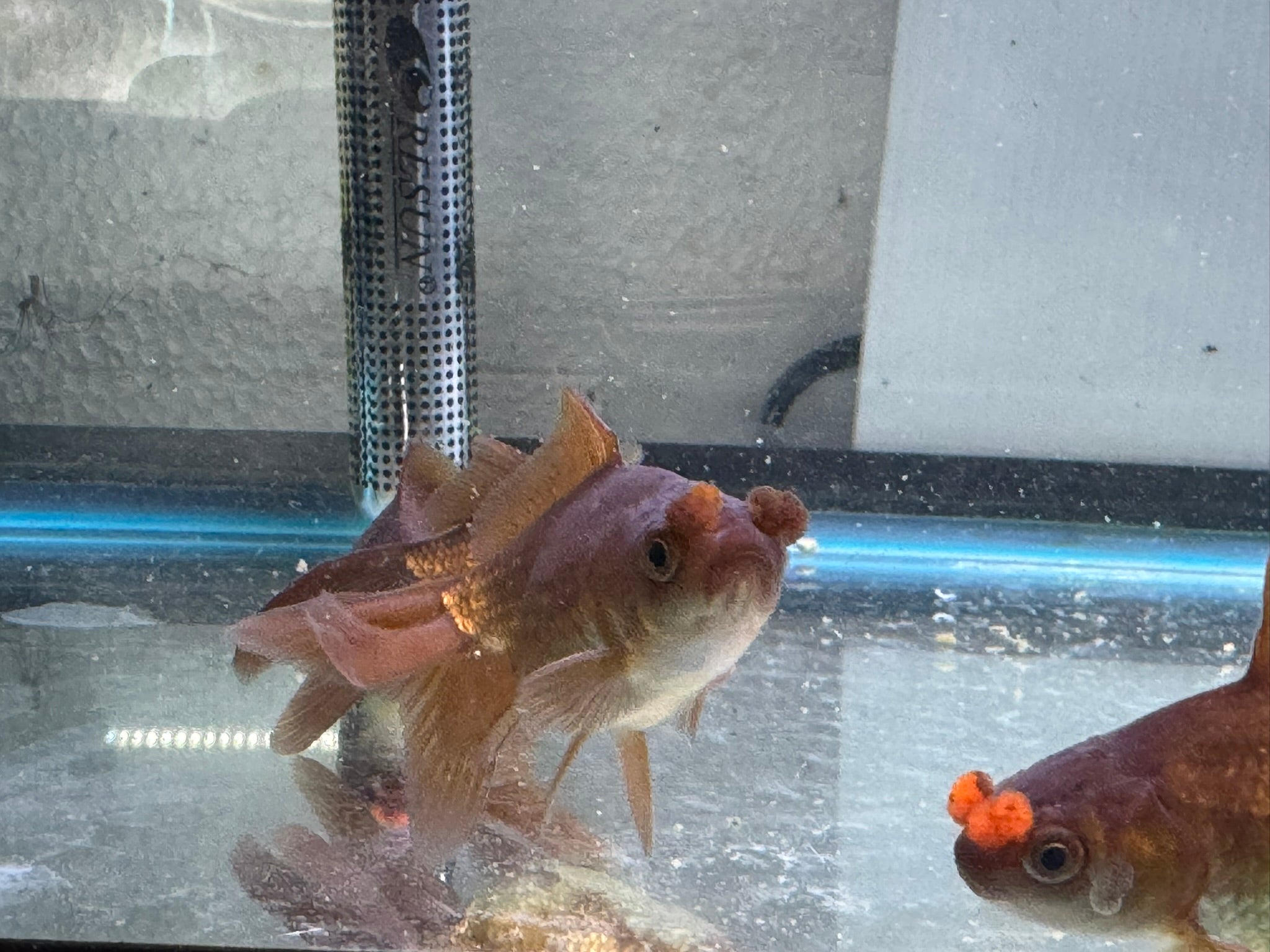 Chocolate Pom Pom 7 - 8cm Fancy Goldfish (Picked at Random) (BF4B) - Newlyn - pets - Newlyn - pets - 