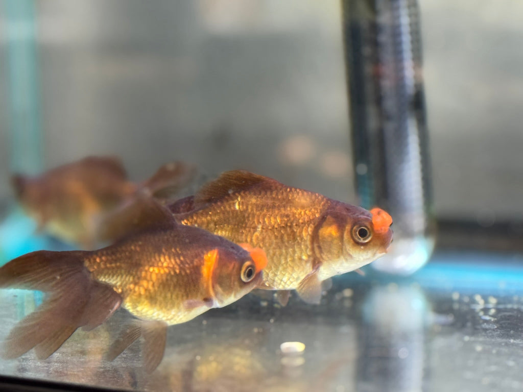 Chocolate Pom Pom 7 - 8cm Fancy Goldfish (Picked at Random) (BF4B) - Newlyn - pets - Newlyn - pets - 