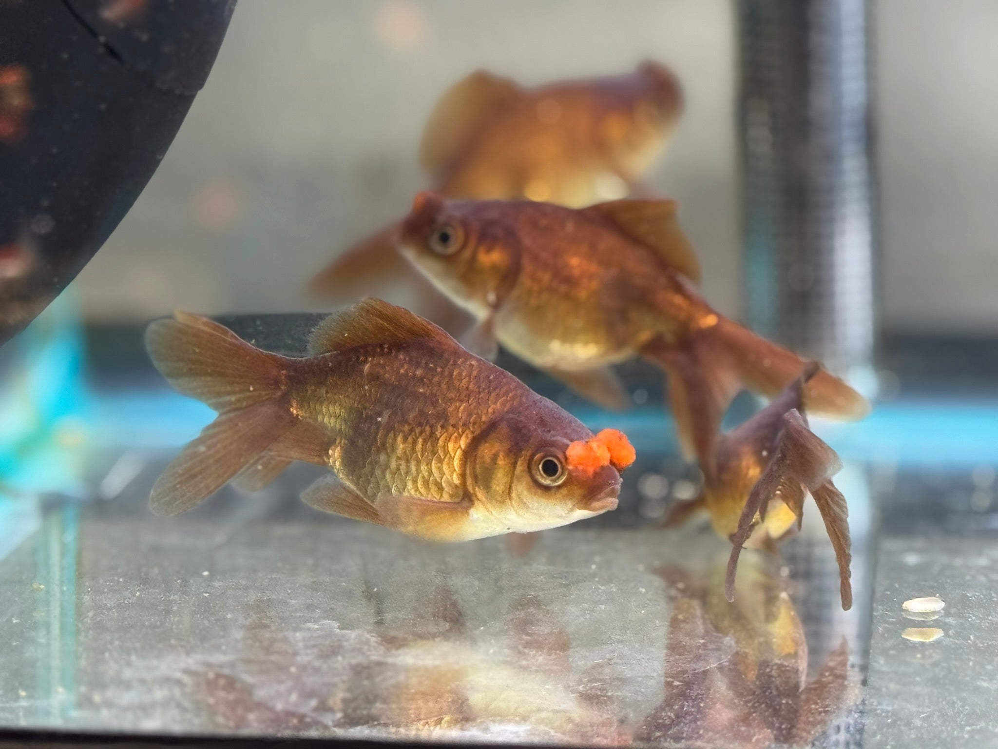 Chocolate Pom Pom 7 - 8cm Fancy Goldfish (Picked at Random) (BF4B) - Newlyn - pets - Newlyn - pets - 