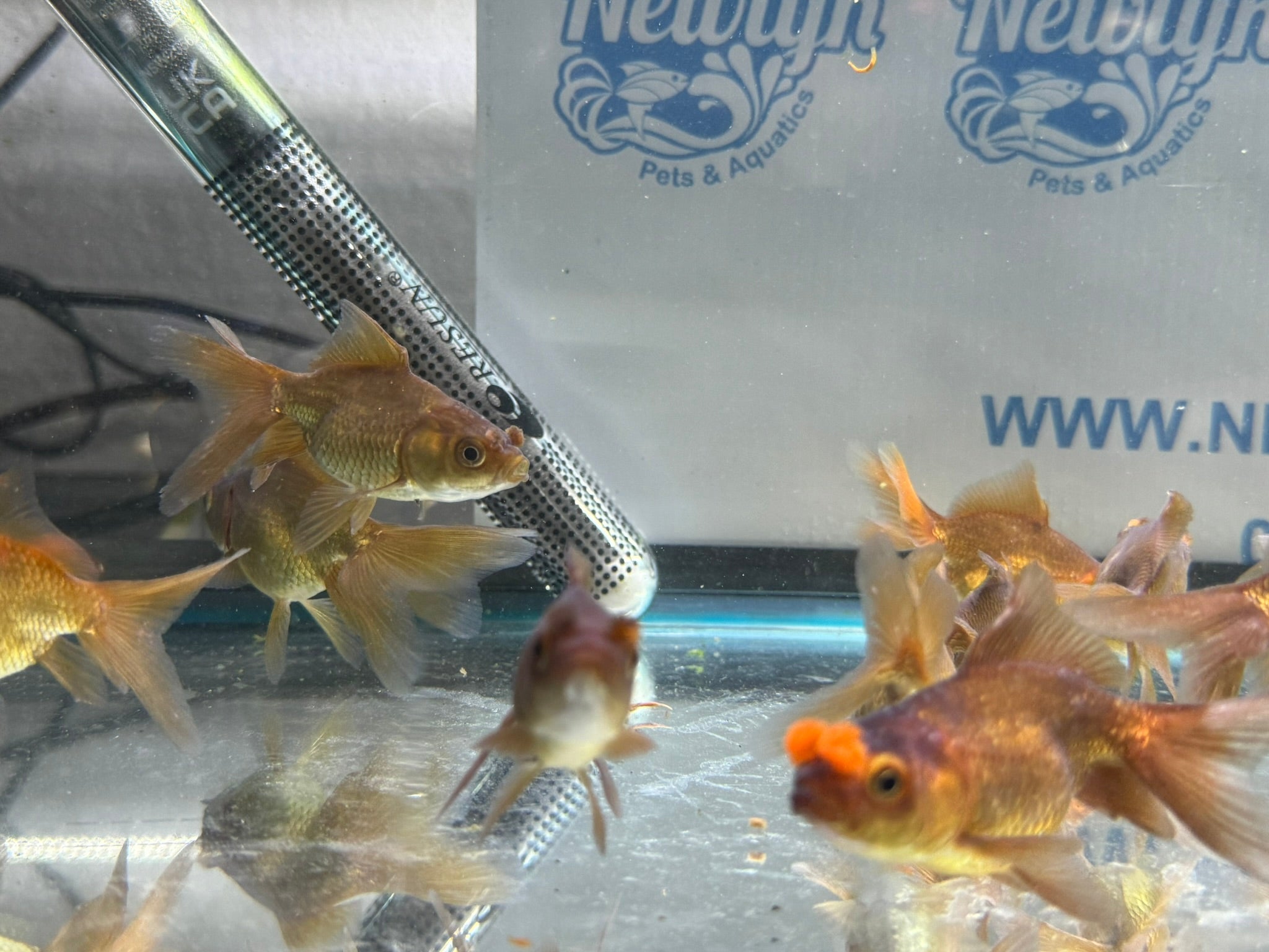 Chocolate Pom Pom 7 - 8cm Fancy Goldfish (Picked at Random) (BF5B) - Newlyn - pets - Newlyn - pets - 