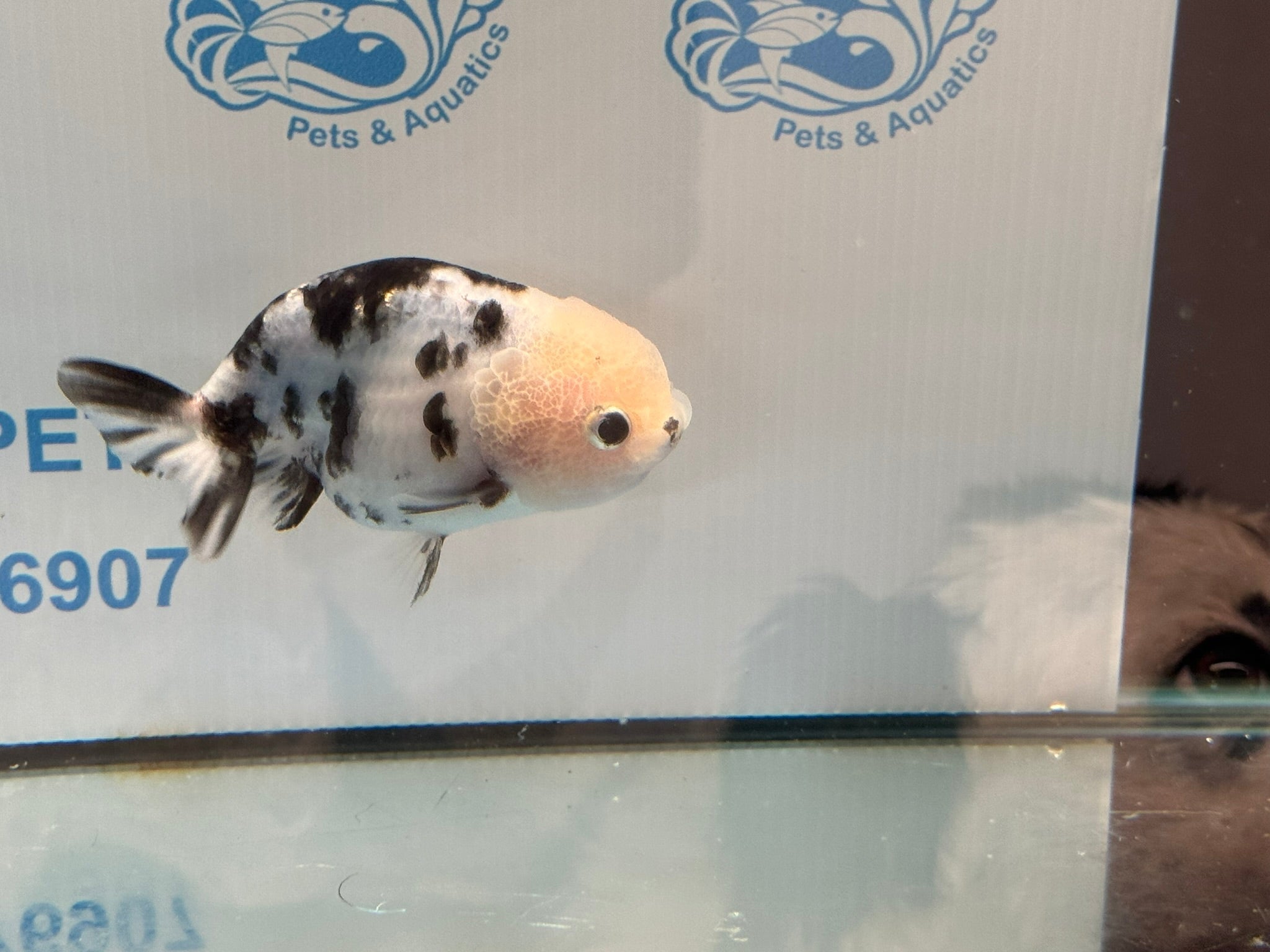 Cow Ranchu 10 - 11cm 3 Fancy Goldfish - Newlyn - pets - Newlyn - pets - 