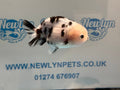 Cow Ranchu 10 - 11cm 3 Fancy Goldfish - Newlyn - pets - Newlyn - pets - 